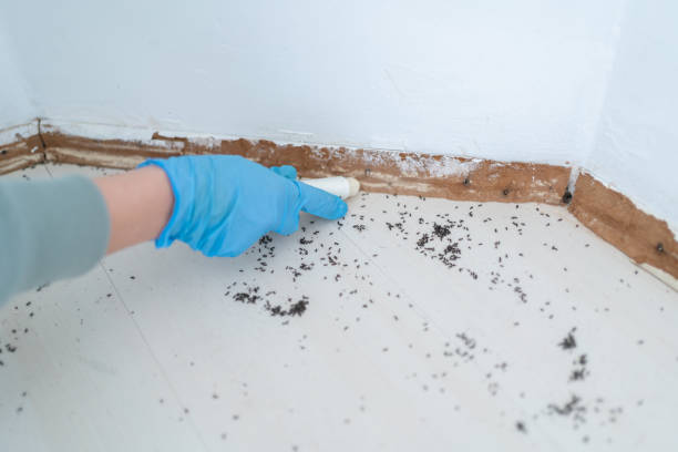 Best Termite Inspection and Treatment  in Dearborn Heights, MI